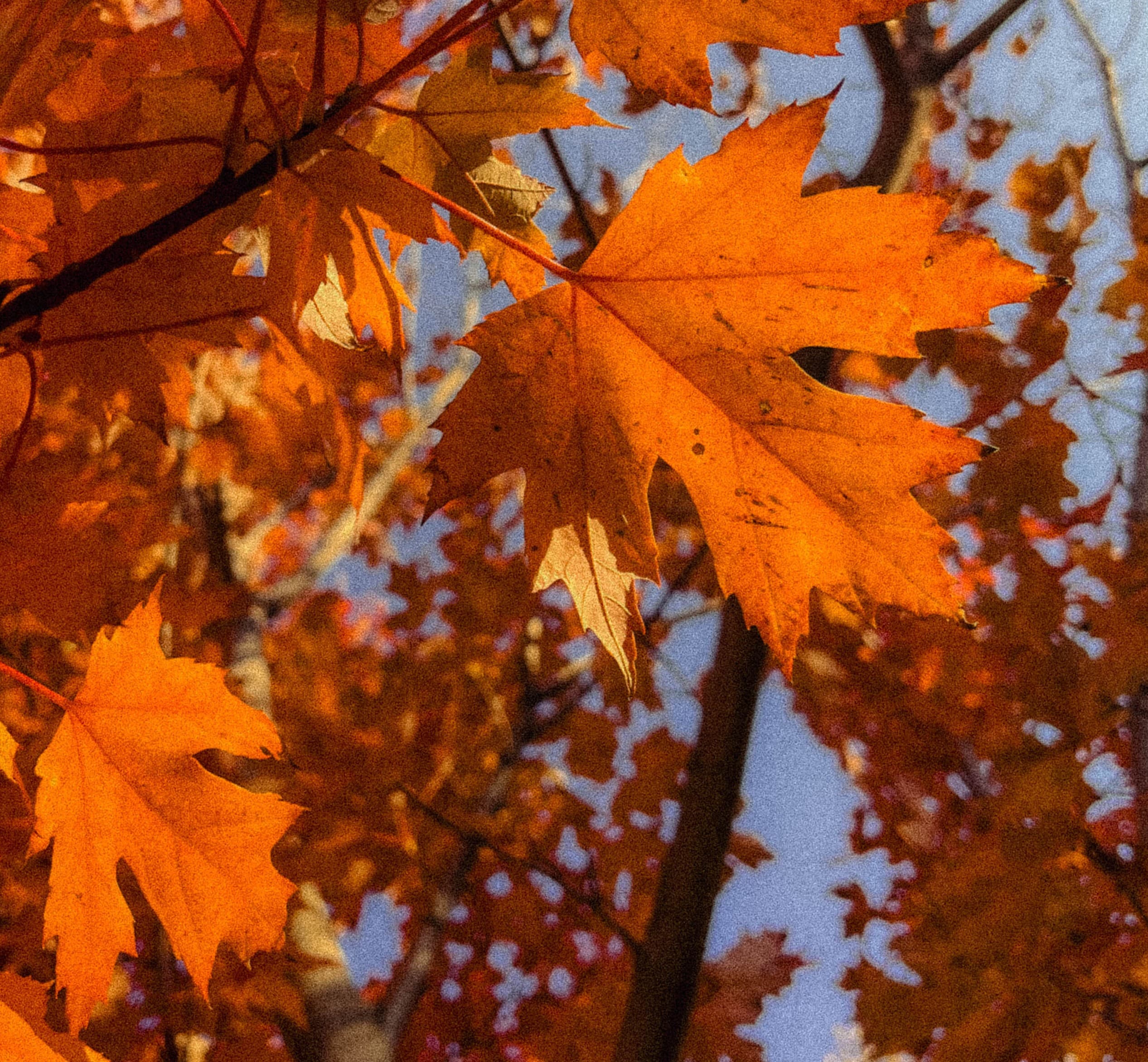 nostalgic-grain preview 3